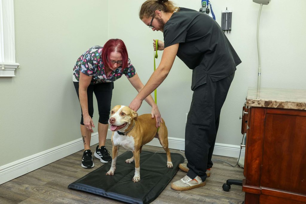 Veterinary orthopedic and mobility assessment at VitalWell
