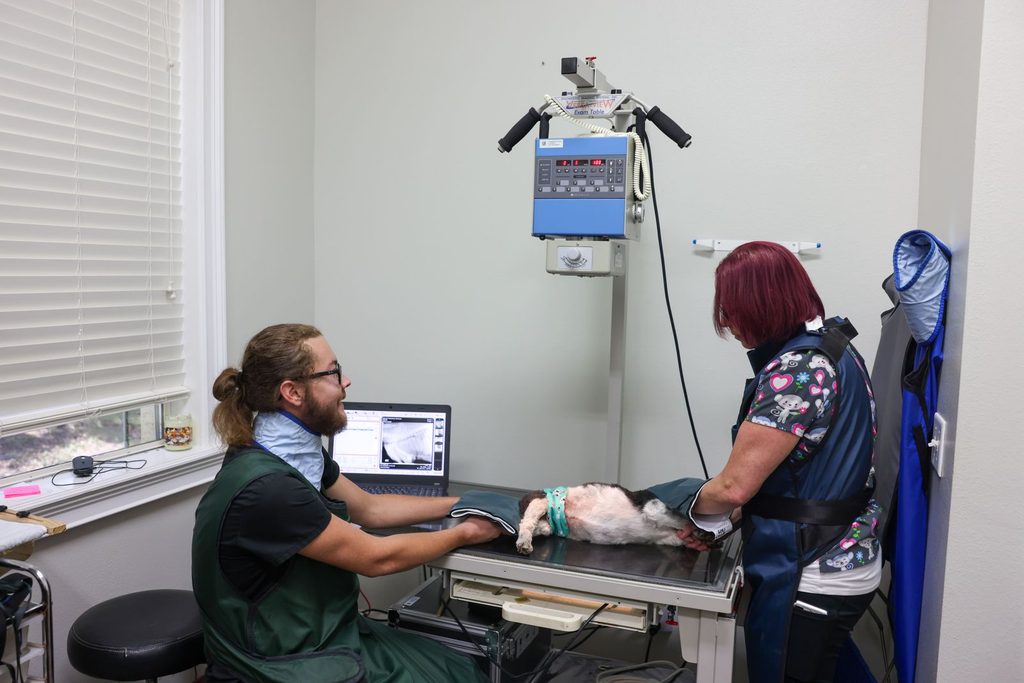 Veterinary digital radiography at VitalWell