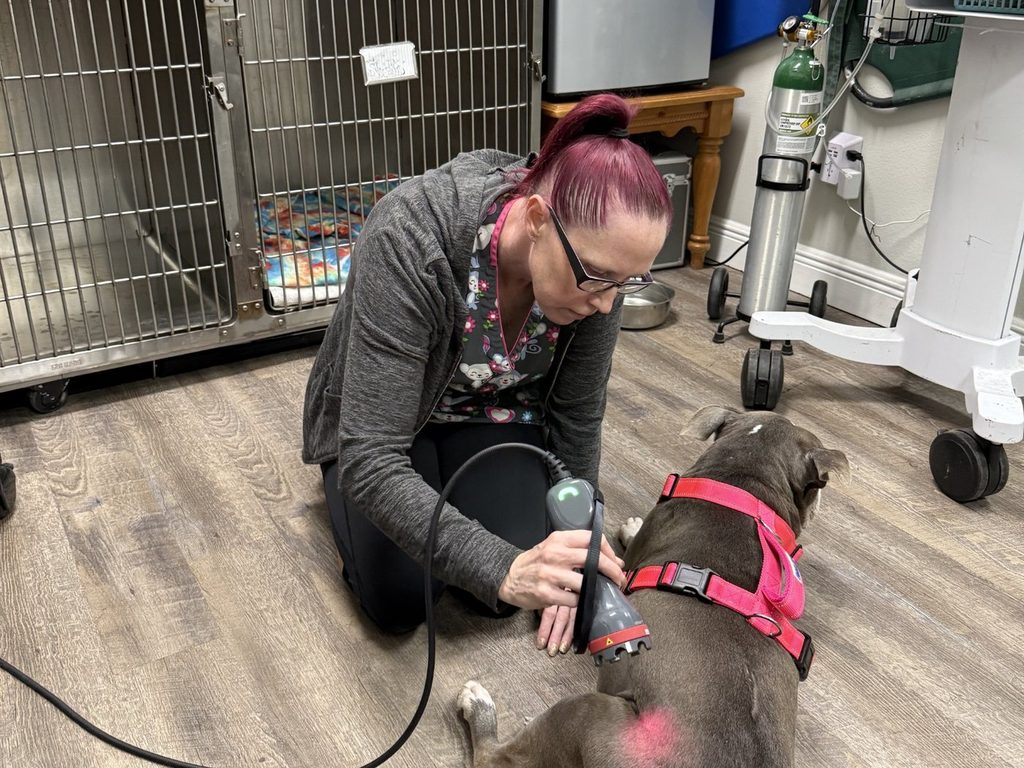 Class IV therapy laser treatment at VitalWell