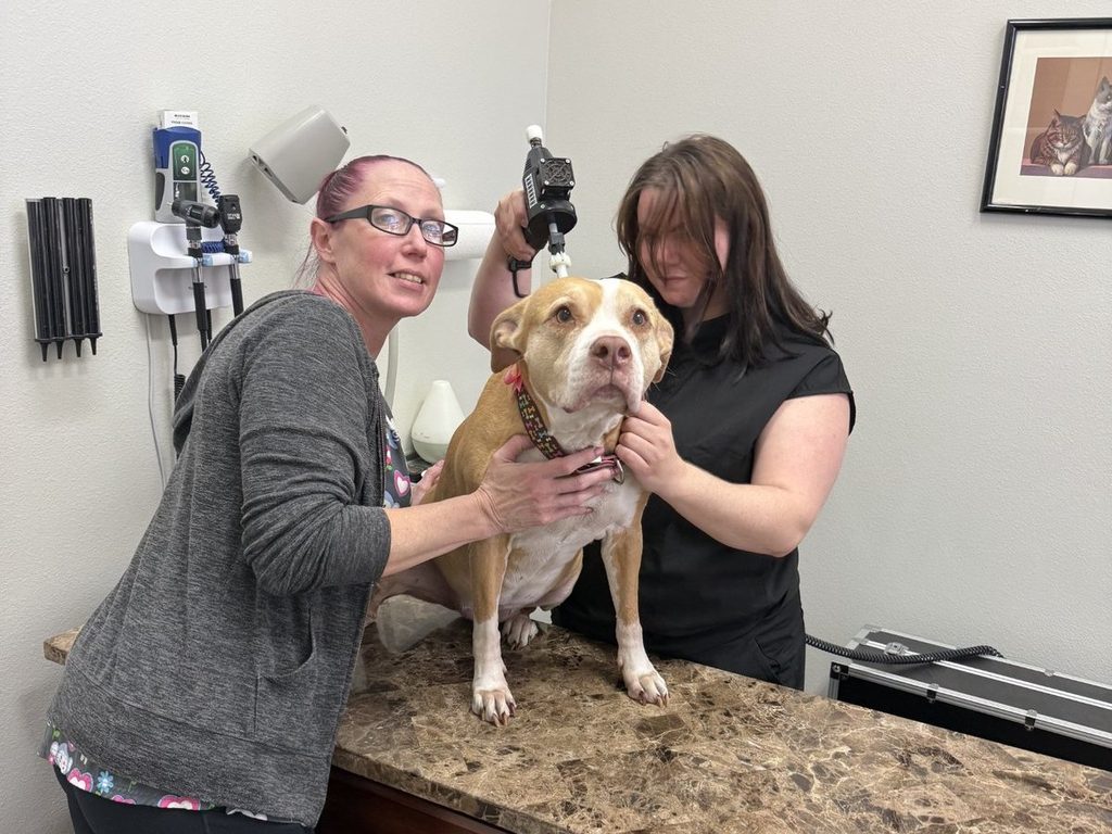 Hands-on veterinary musculoskeletal therapy at VitalWell