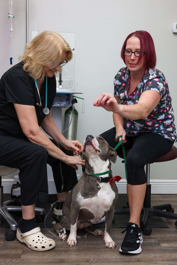 Veterinary diagnostic laboratory at VitalWell